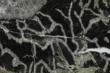 Polished Ordovician Fossil Chain Coral (Halysites) - Russia #362929-1